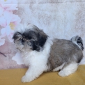 Chiot Shih Tzu de race – prix 1460 €.