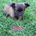 Chien Chihuahua proposée par l’élevage Domaine des terres lorginoise.