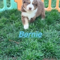 Adoption chiot Berger américain miniature au prix de 1310 €