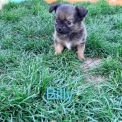 Chihuahua disponible dans le Pas-de-Calais