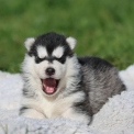 Chiot Husky Sibérien de race – prix 1300 €.