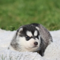 Chien Husky Sibérien proposée par l’élevage Daybreak Northern rivages du l.