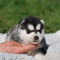 Husky Sibérien disponible dans le Lot