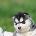 Husky Sibérien disponible dans le Lot