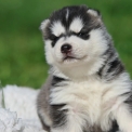 Chiot Husky Sibérien de race  en région Occitanie.