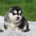 Chiot Husky Sibérien de race – prix 1300 €.