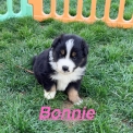 Chiot Berger américain miniature sans pedigree  en région Hauts-de-France.