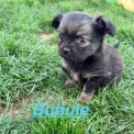Chihuahua disponible dans le Pas-de-Calais