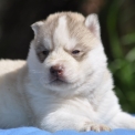 Acheter Husky Sibérien bébé pour 1500 €