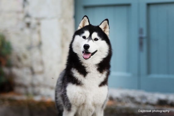 Petit mâle  né le 29/09/2025 est proposé – vendu 950 €.