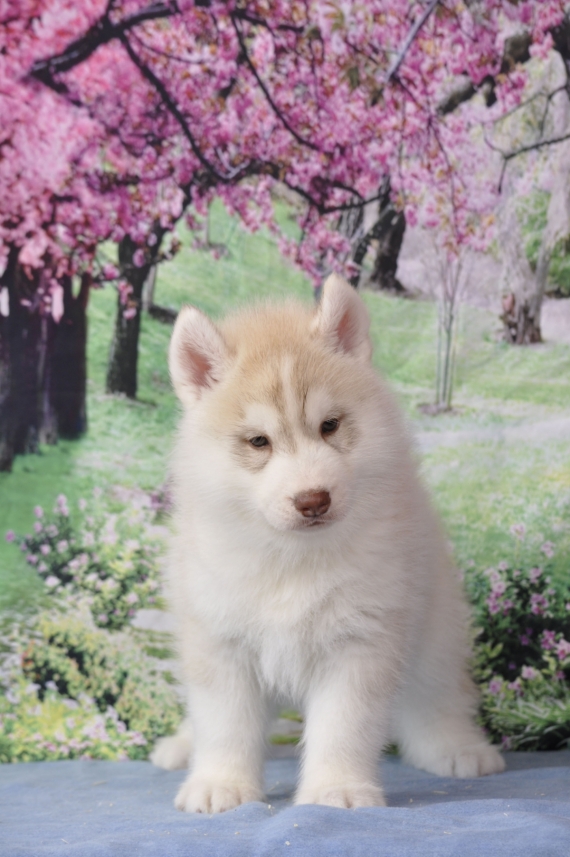 Petit mâle Husky Sibérien né le 03/03/2026 est proposé – vendu 1500 €.