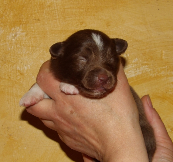 Petit mâle Berger américain miniature né le 27/04/2026 est proposé – vendu 1620 €.