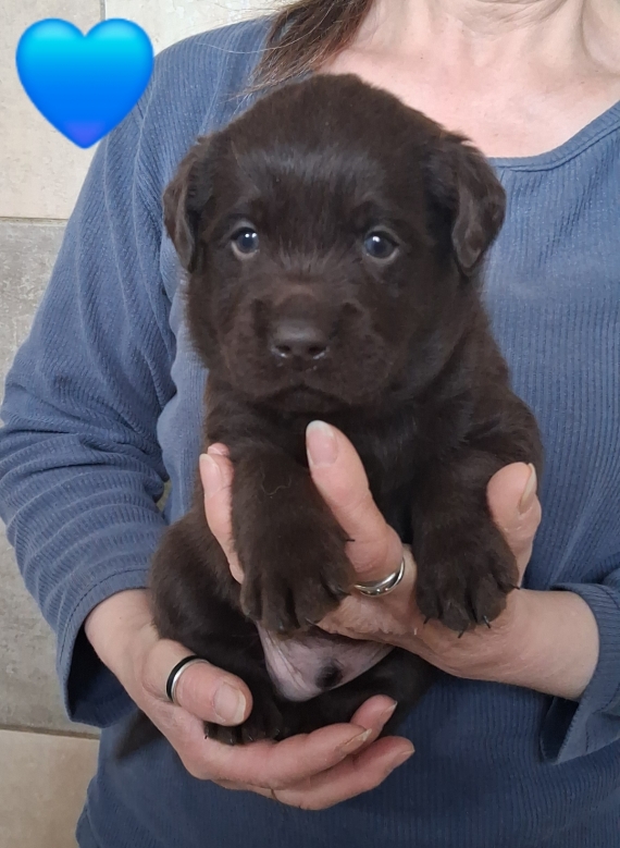 Petit mâle Labrador né le 30/03/2026 est proposé – vendu 1200 €.