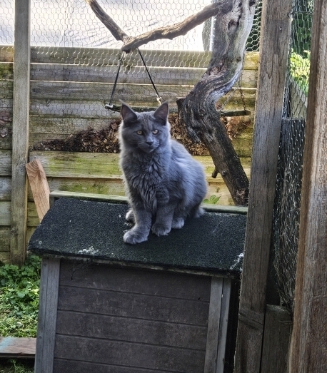 Petit mâle Maine Coon né le 04/12/2025 est proposé – vendu 1000 €.