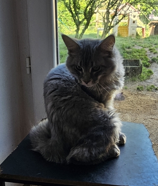 Petit mâle Maine Coon né le 04/12/2025 est proposé – vendu 1000 €.