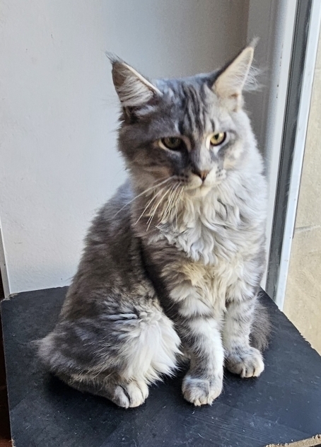 Petit mâle Maine Coon né le 04/12/2025 est proposé – vendu 1000 €.