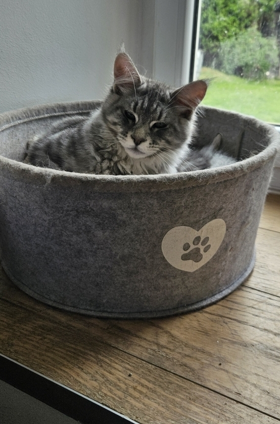 Petit mâle Maine Coon né le 04/12/2025 est proposé – vendu 1000 €.