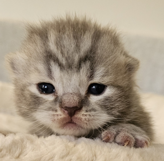 Petit mâle British Shorthair né le 07/05/2026 est proposé – vendu 1500 €.
