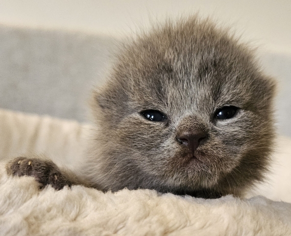 Petit mâle British Shorthair né le 07/05/2026 est proposé – vendu 1500 €.