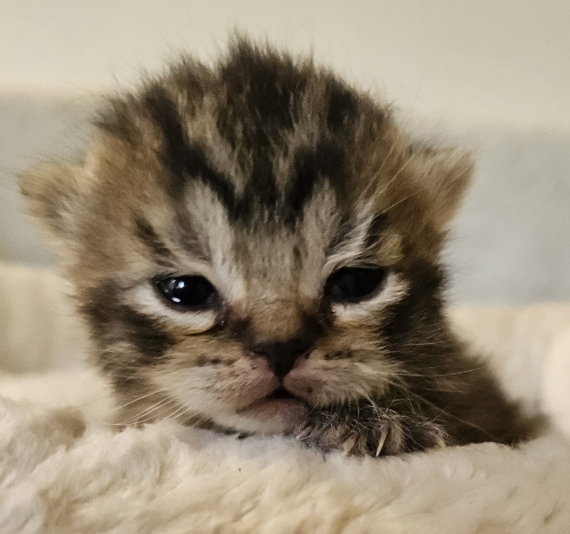 Petite femelle British Shorthair née le 07/05/2026 est proposée – vendue 1500 €.