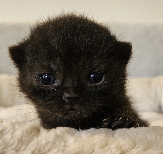 Petit mâle British Shorthair né le 07/05/2026 est proposé – vendu 1500 €.