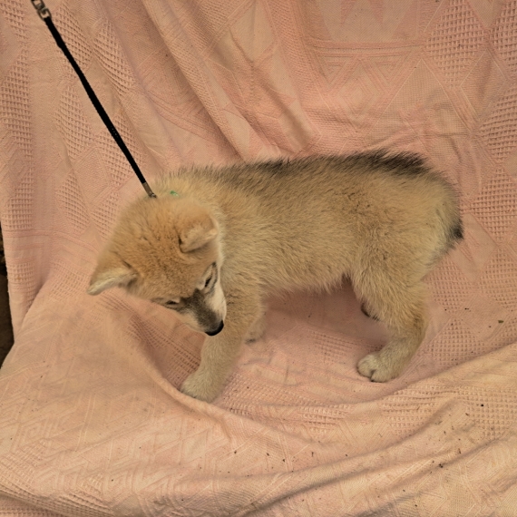 Petit mâle Husky Sibérien né le 30/03/2026 est proposé – vendu 780 €.