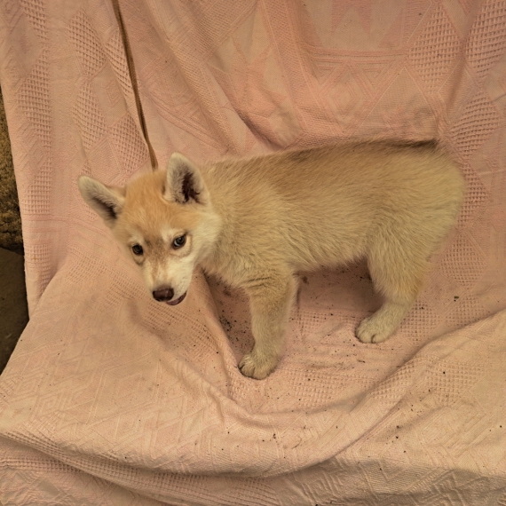 Petit mâle Husky Sibérien né le 30/03/2026 est proposé – vendu 780 €.
