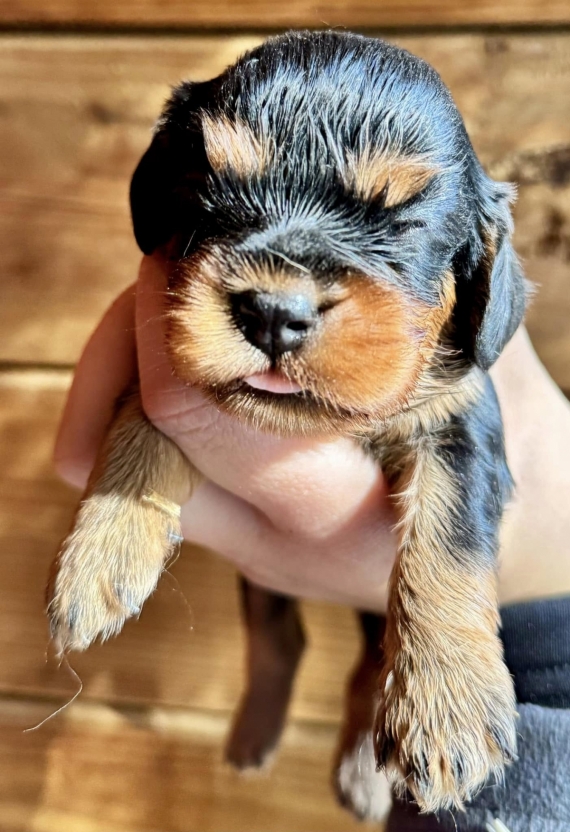 Petite femelle Cavalier King Charles née le 15/01/2026 est proposée – vendue 2000 €.
