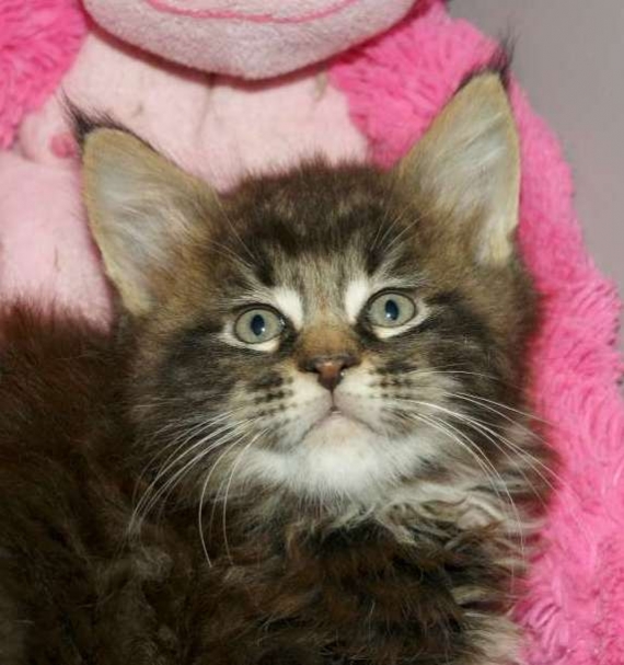 Petit m�le Maine Coon n� le 10/03/2026 est propos� � vendu 1450 �.