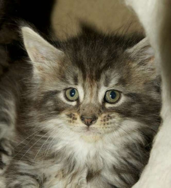 Petite femelle Maine Coon n�e le 11/03/2026 est propos�e � vendue 1450 �.