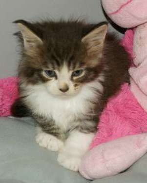 Petite femelle Maine Coon n�e le 11/03/2026 est propos�e � vendue 1450 �.