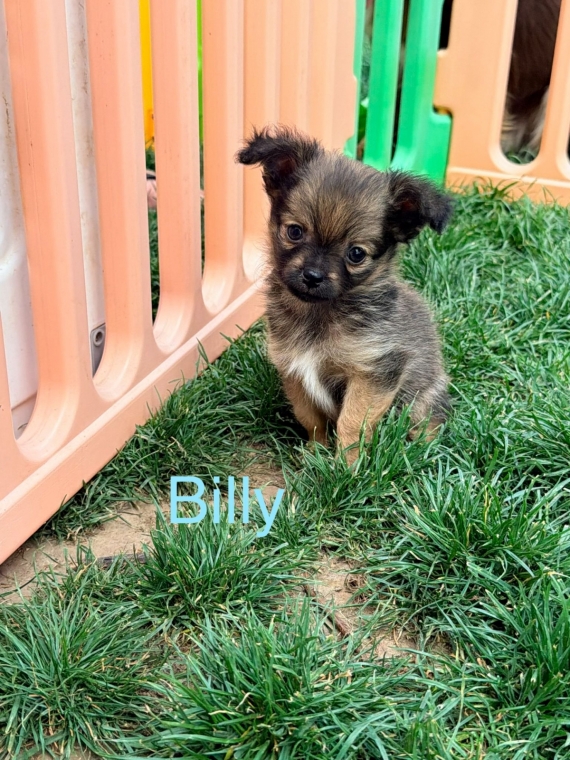 Petit mâle Chihuahua né le 16/03/2026 est proposé – vendu 950 €.