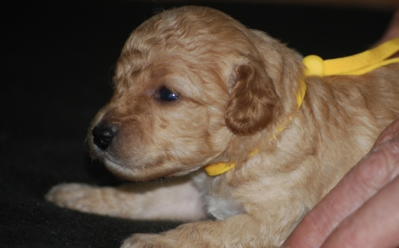 Petite femelle Caniche née le 02/05/2026 est proposée – vendue 1600 €.