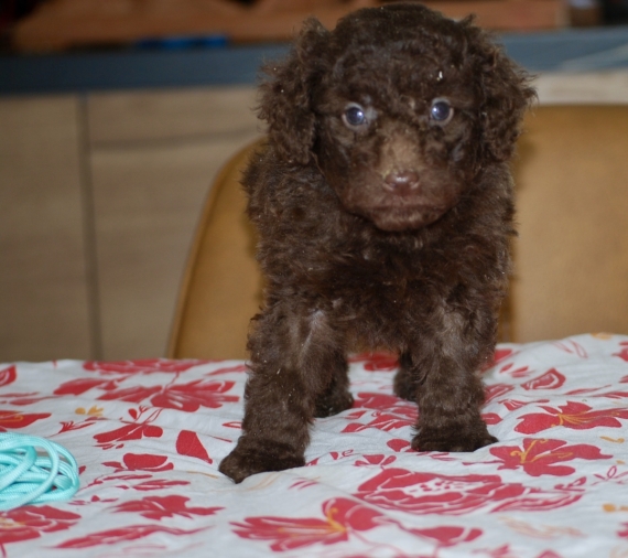 Petit m�le Caniche n� le 11/04/2026 est propos� � vendu 1400 �.
