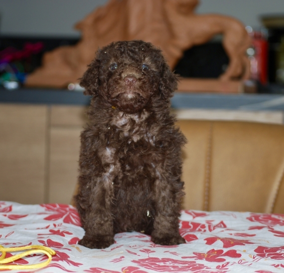 Petite femelle Caniche n�e le 11/04/2026 est propos�e � vendue 1500 �.
