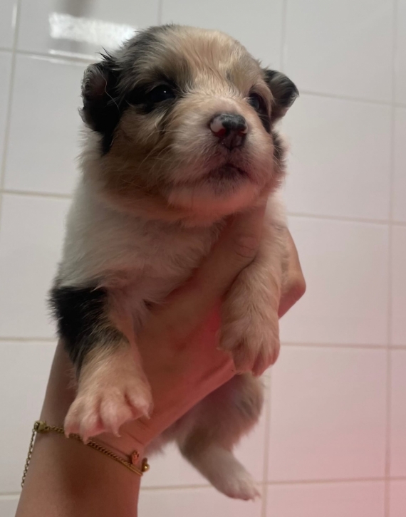 Petite femelle Berger australien d'Amérique née le 18/04/2026 est proposée – vendue 1500 €.