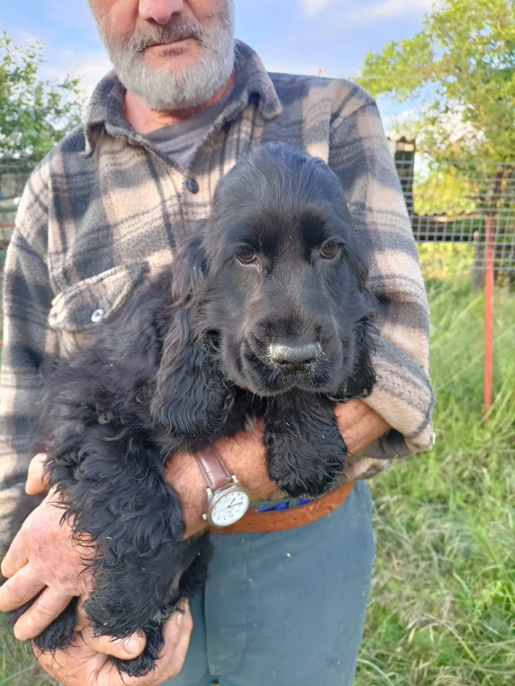 Petit mâle Cocker Anglais (Spaniel) né le 08/02/2026 est proposé – vendu 1500 €.