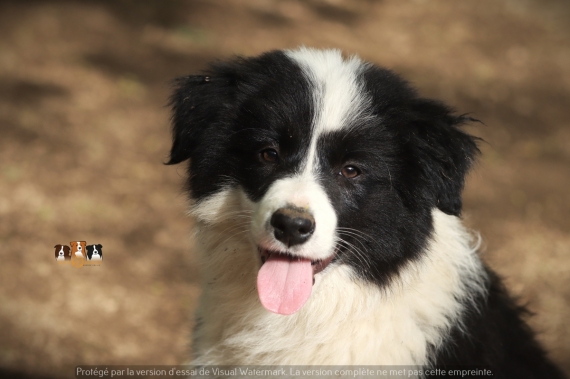 Petit mâle Border Collie né le 03/03/2026 est proposé – vendu 1200 €.