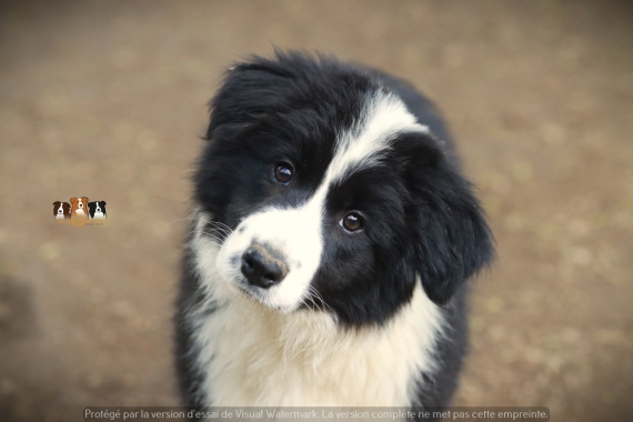 Petit mâle Border Collie né le 03/03/2026 est proposé – vendu 1200 €.