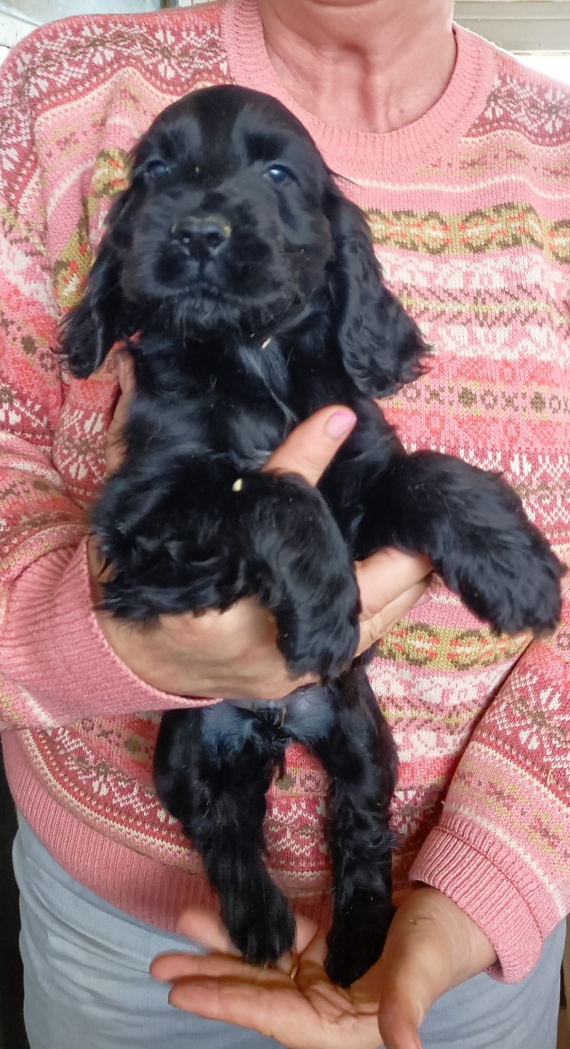 Petit m�le Cocker Anglais (Spaniel) n� le 01/04/2026 est propos� � vendu 1600 �.