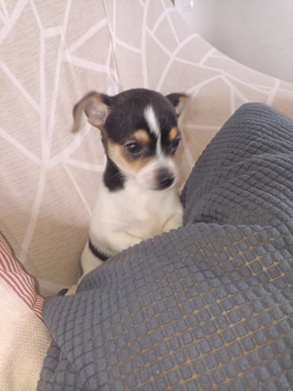 Petit m�le Chihuahua n� le 18/03/2026 est propos� � vendu 1100 �.
