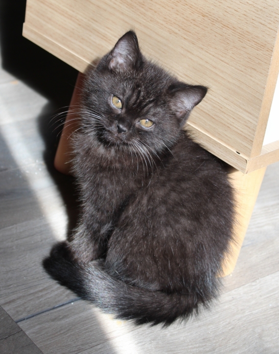 Petite femelle British Shorthair née le 23/02/2026 est proposée – vendue 1200 €.