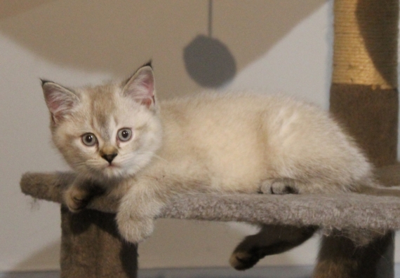 Petit mâle British Shorthair né le 23/02/2026 est proposé – vendu 1200 €.