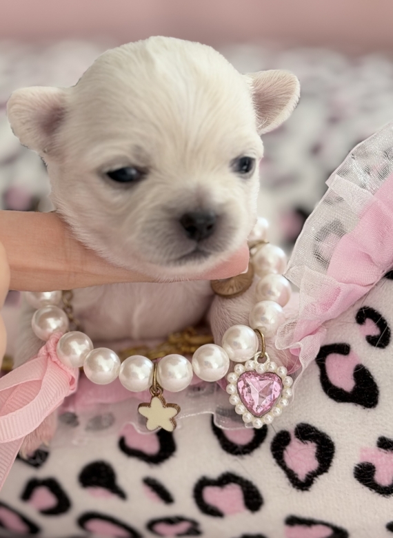 Petite femelle Chihuahua née le 05/05/2026 est proposée – vendue 1980 €.