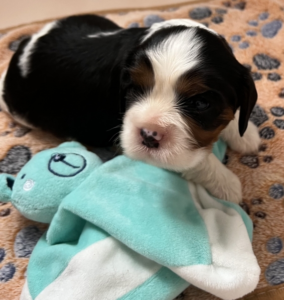 Petit mâle Cavalier King Charles né le 12/04/2026 est proposé – vendu 1560 €.