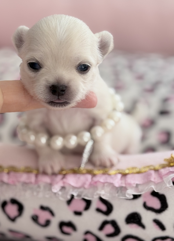 Petit mâle Chihuahua né le 05/05/2026 est proposé – vendu 1800 €.