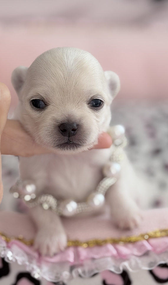 Petit mâle Chihuahua né le 05/05/2026 est proposé – vendu 1780 €.