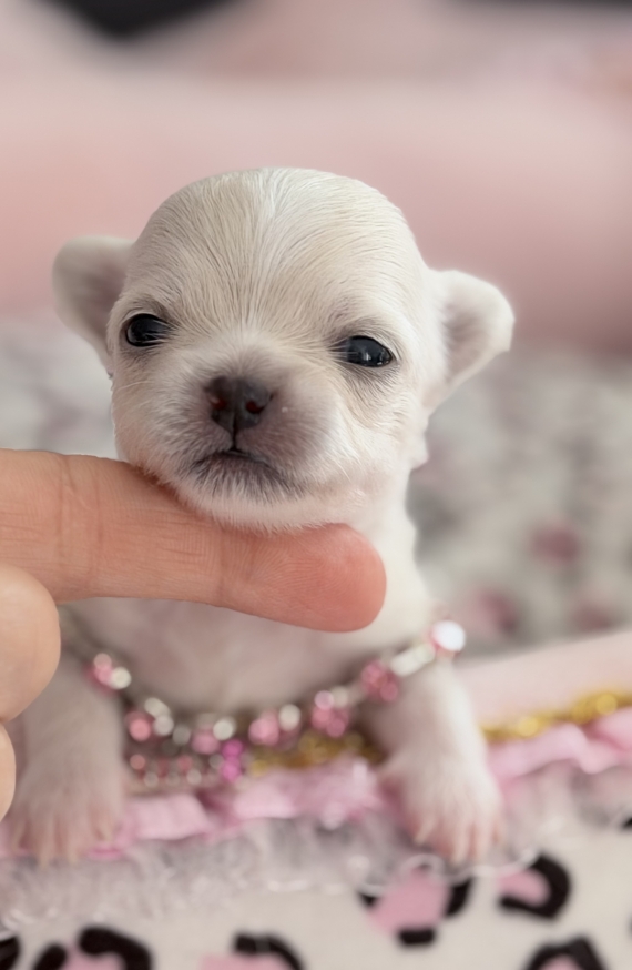 Petite femelle Chihuahua née le 05/05/2026 est proposée – vendue 1980 €.