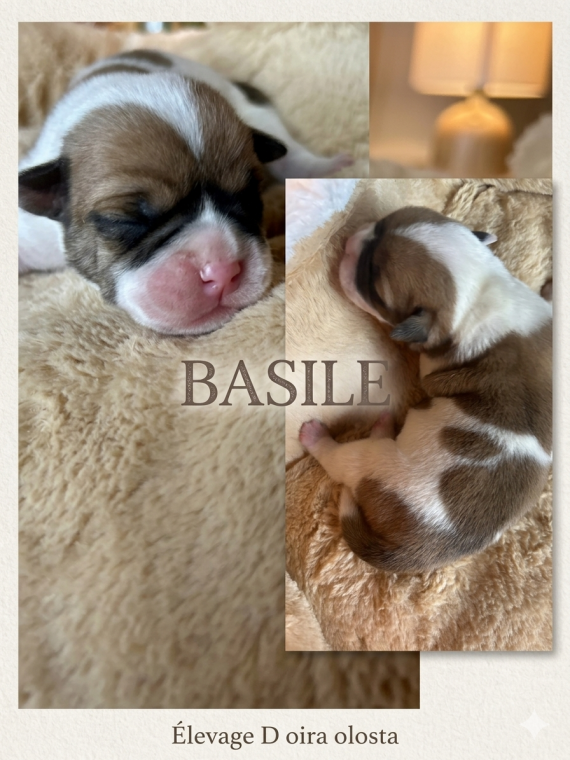 Petit mâle Bulldog Continental né le 13/05/2026 est proposé – vendu 1150 €.
