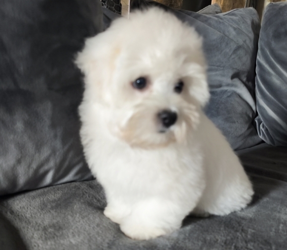 Petit mâle Coton de Tulear né le 17/01/2026 est proposé – vendu 1400 €.
